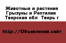 Животные и растения Грызуны и Рептилии. Тверская обл.,Тверь г.